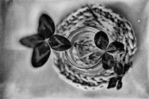 en bukett av l fält fyra löv klöver i en små vas på en ljus slät bakgrund foto