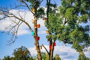 många färgglada fågelhus på ett träd. naturvårdskoncept