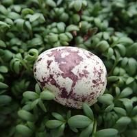 små vaktel ägg liggande på en grön krasse i närbild för påsk foto