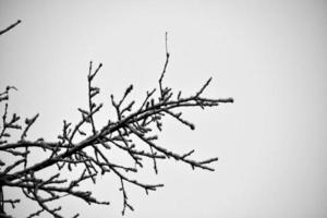 svart vinter- träd grenar täckt med vit snö foto