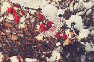 röd berberis frukt täckt med vinter- is foto