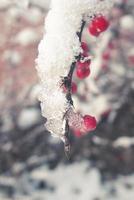röd berberis frukt täckt med vinter- is foto