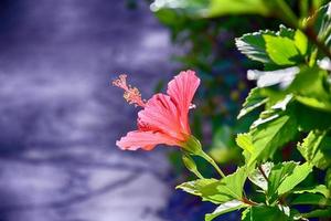 blomning hibiskus blomma växande i de trädgård bland grön löv i en naturlig livsmiljö foto