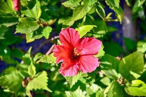 blomning hibiskus blomma växande i de trädgård bland grön löv i en naturlig livsmiljö foto