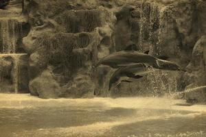 visa av Träning en stor vuxen delfin däggdjur i en Zoo parkera på en solig dag foto
