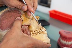 tandläkare som visar de mun anatomi använder sig av en mänsklig skalle foto