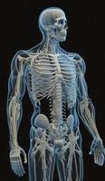 full mänsklig kropp anatomi. 3d tolkning, anatomisk teckning, kropp muskulös systemet skiss teckning, generera ai foto
