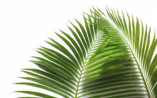 tropisk kokos blad isolerat på vit bakgrund, handflatan träd isolerat på vit bakgrund, generera ai foto