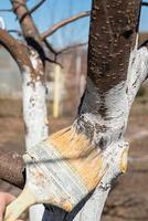 målning träd med kalk från insekter i en Land trädgård. vitkalkning av vår träd, skydd från skadedjur. foto