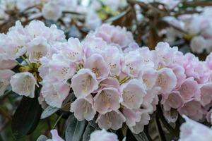 rosa och vita rododendronblommor foto