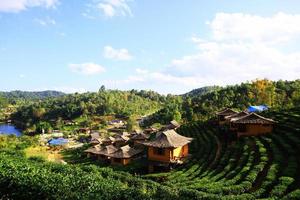 skön landskap te plantage på de berg av lä- vin ruk thai tillflykt, thailand foto