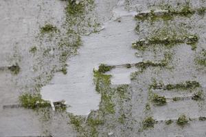 bakgrund från vit björk bark med grön beläggning foto