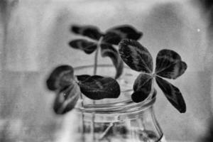 en bukett av l fält fyra löv klöver i en små vas på en ljus slät bakgrund foto