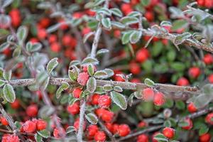buske med grön löv och röd frukt täckt med vit frost foto