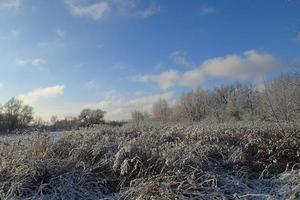 vinter- landskap med färsk snö och träd foto