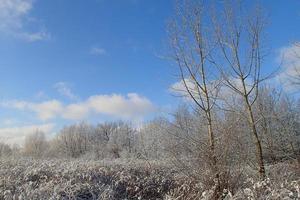 vinter- landskap med färsk snö och träd foto