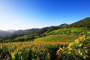 landskap majs bruka och mexikansk solros fält med blå himmel på de fjäll, thailand foto