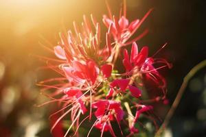 skön blomning rosa cleome spinosa linn. eller Spindel blommor fält i naturlig solljus. foto