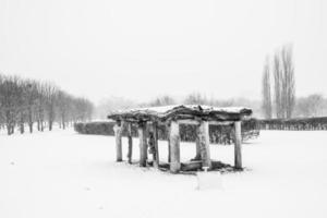 ledsen vinter- vit svart landskap med träd i de snö i januari foto