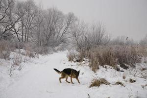 vinter- landskap av en grå morgon- med vit snö och träd med en hund foto