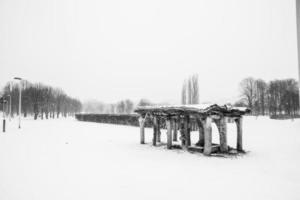 ledsen vinter- vit svart landskap med träd i de snö i januari foto