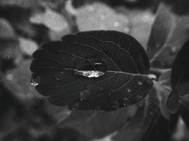 skön sommar växt med regndroppar på de löv svartvit foto