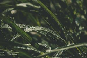 bakgrund med färsk droppar av sommar regn lysande i de Sol på en gräs- fält foto