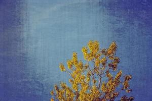 träd grenar med gyllene löv på en bakgrund av blå höst himmel foto