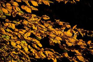 höst löv på en träd gren belyst förbi värma mild höst Sol foto