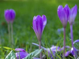 höstkrokusblommor, colchicum Autumnale, på en gräsäng foto