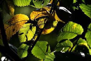 höst bakgrund med grön och gyllene löv upplyst förbi de värma Sol foto