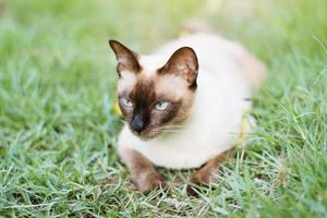 siamese katt njut av och koppla av på grön gräs med naturlig solljus i trädgård foto