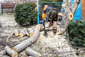 arbetare sågning gammal valnöt träd i bakgård foto