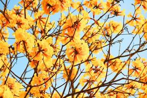 blomma dvärg- gyllene trumf blommor med blå himmel. tabebuia chrysotricha blommor foto