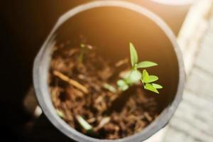 fröplanta små grönsaker växt växande i svart pott med solljus i trädgård. ung ny liv begrepp foto