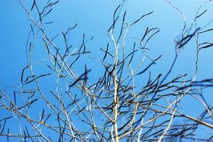 torr träd gren på blå himmel med naturlig solljus i sommar säsong foto