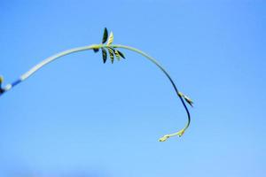 färsk träd gro gren på blå himmel med naturlig solljus i sommar säsong. ny liv. foto
