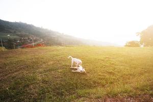 söt två vit hund lekfull med skön solnedgång i gräs firlds på berg i thailand foto