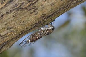 cretan cicada - cicada cretensis, crete foto
