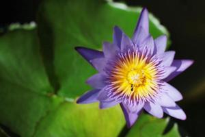 bin i lotus lila blomma. blomning vatten lilja nymphaea stellata vill flyta i lugn flod trädgård. foto