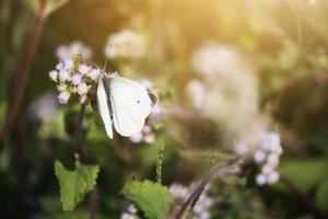 fjäril på vild gräs fält med naturlig solljus foto