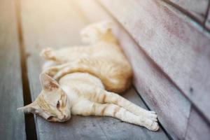 kattunge orange randig katt sovande och koppla av på trä- terrass med naturlig solljus foto