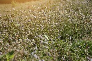 blomning vild gräs fält med naturlig solljus foto