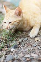 söt orange kattunge randig katt njut av och koppla av på jord golv med naturlig solljus foto