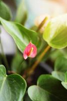 friskhet blomning flamingo blomma eller anthurium blommig i naturlig solljus foto