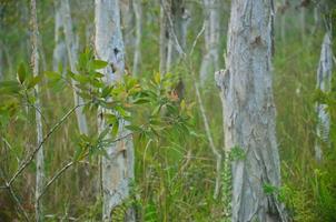 eukalyptus träd i de skog. foto