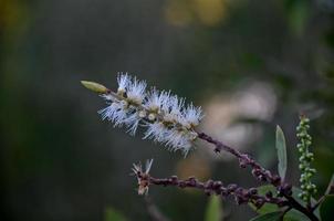 blomma pistill av malaleuca leucadendra träd med bokeh bakgrund. foto