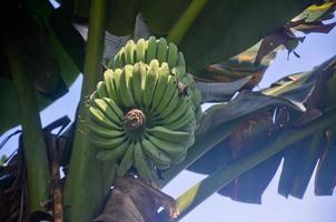 knippa av rå bananer frukt på de träd foto