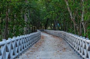 betong gångväg längs de kust av de mangrove skog foto