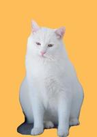 vit katt med gul bakgrund foto